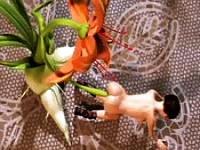 3D sexual perversions